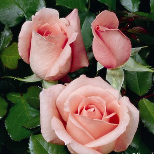 Gärtnerei - Rosa Schöne Berlinerin® - rosa - teehybriden-edelrosen - mittel-stark duftend - Mathias Tantau, Jr. - Ihre sanft lachsfarbenen Blüten sind wie aus Zucker. Sie blühen in der regel einzeln über den glänzenden, mittelgrünen Blättern. Auch wenn nu